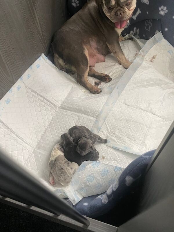 French Bulldog puppies for sale in Radcliffe, Greater Manchester – 1 week old - Image 3 of 3