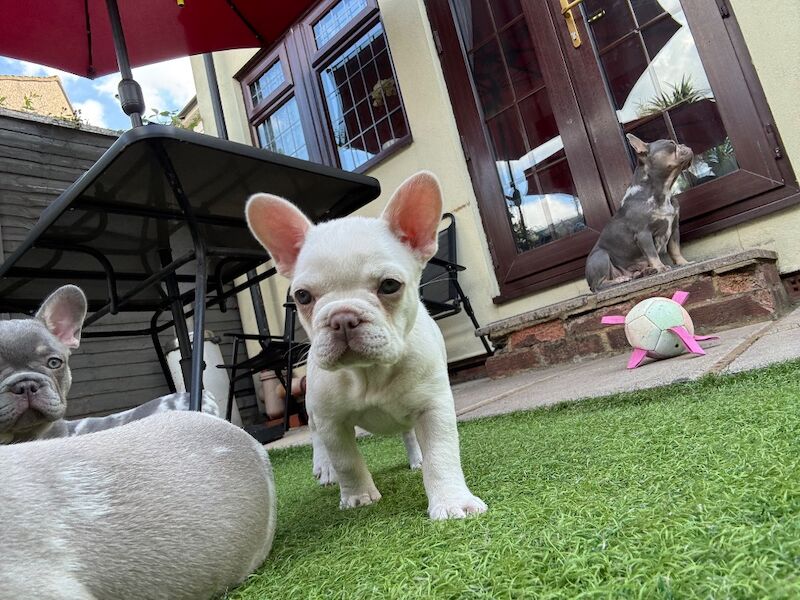 Kennel Club Registered French Bulldog Puppies For Sale