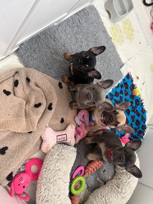 Adorable female French bulldog puppies ready now - Image 2 of 6