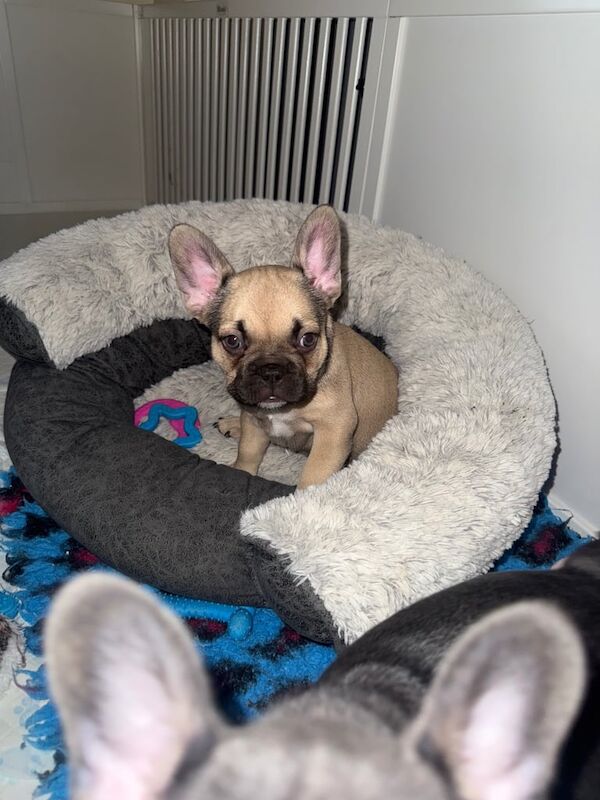 Adorable female French bulldog puppies ready now - Image 3 of 6