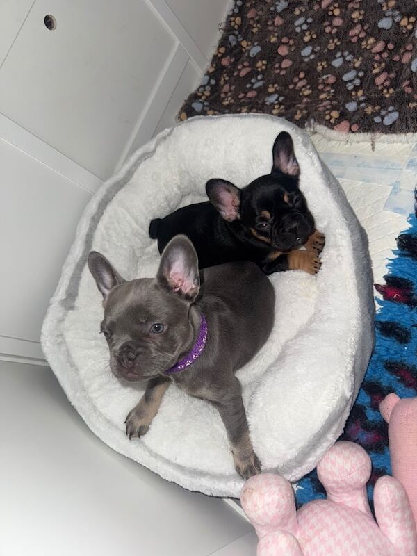 Adorable female French bulldog puppies ready now - Image 4 of 6