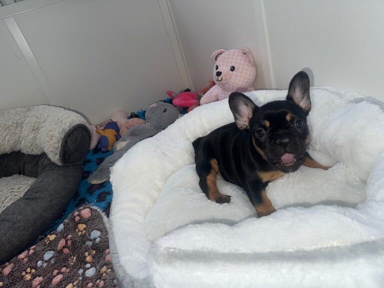 Adorable female French bulldog puppies ready now - Image 5 of 6