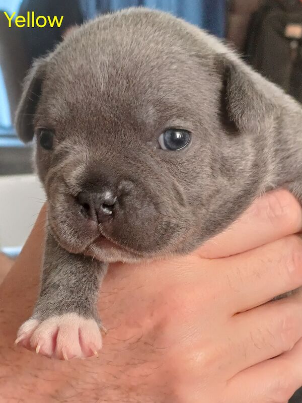🐾 Adorable Fraffy Puppies for Sale! 🐾 for sale in Maidstone, Kent | Image 3