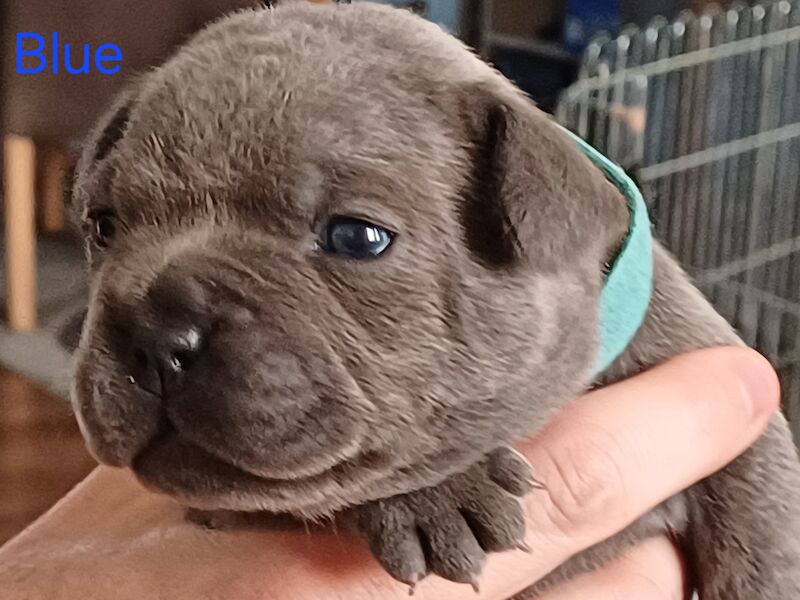 🐾 Adorable Fraffy Puppies for Sale! 🐾 for sale in Maidstone, Kent - Image 4