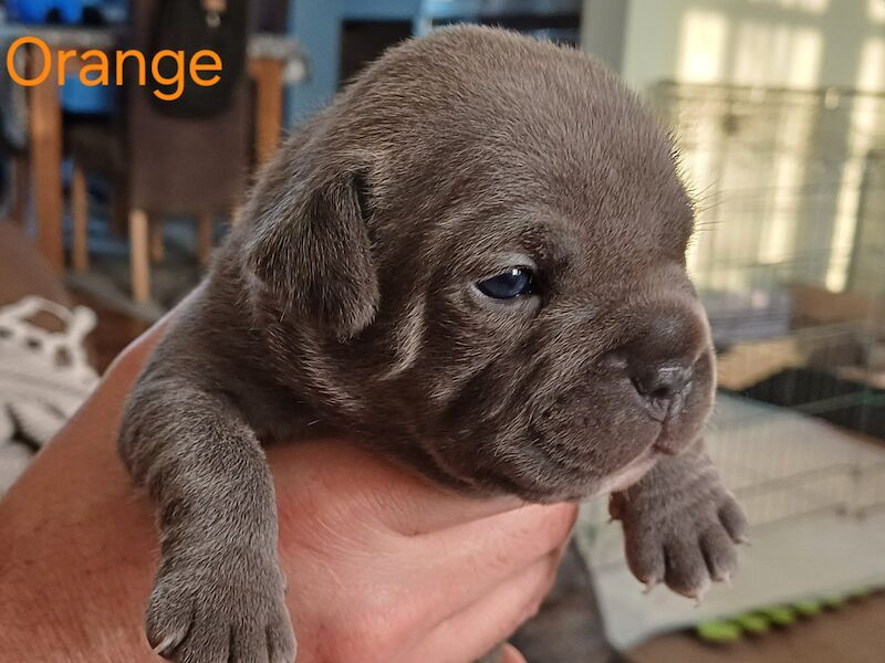 🐾 Adorable Fraffy Puppies for Sale! 🐾 for sale in Maidstone, Kent - Image 5