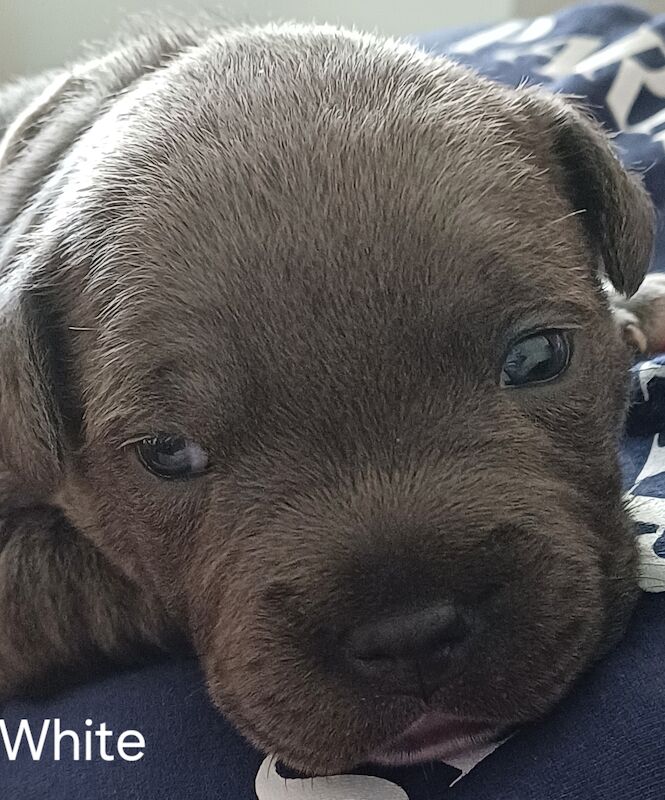 🐾 Adorable Fraffy Puppies for Sale! 🐾 for sale in Maidstone, Kent - Image 6