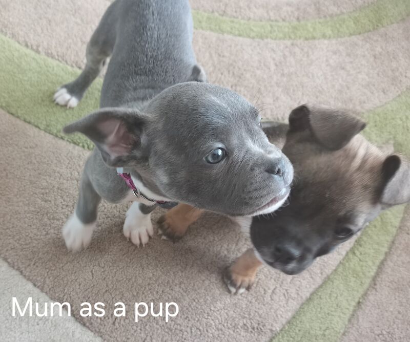 🐾 Adorable Fraffy Puppies for Sale! 🐾 for sale in Maidstone, Kent - Image 10