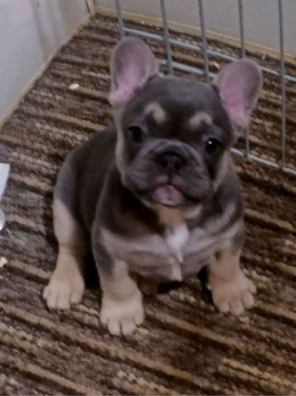 Adorable French Bulldog Puppies for sale in Herne Bay, Kent | Image 3