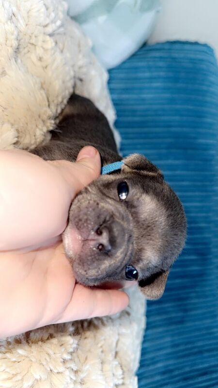 French Bulldog puppies for sale in Huddersfield, West Yorkshire – KC registered, 3 weeks old