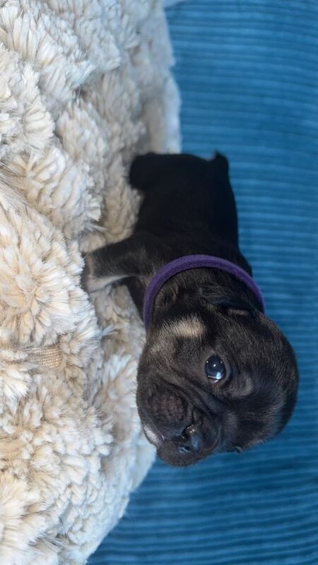 French Bulldog puppies for sale in Huddersfield, West Yorkshire – KC registered, 3 weeks old - Image 2 of 3
