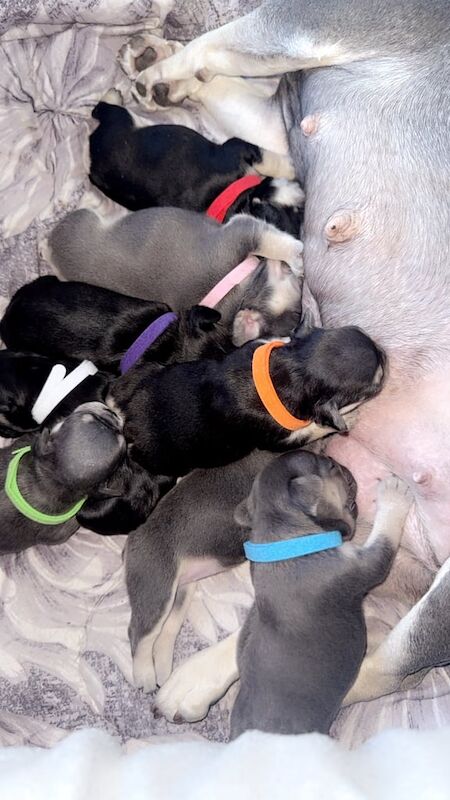 French Bulldog puppies for sale in Huddersfield, West Yorkshire – KC registered, 3 weeks old - Image 3 of 3