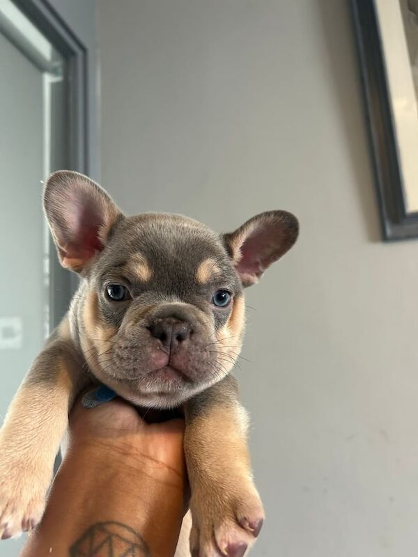 French Bulldog puppies for sale in Kentish Town, Greater London – 6 weeks old