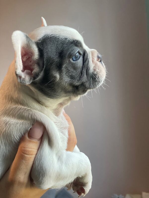 French Bulldog puppies for sale in Edgware, Greater London – KC registered, 7 weeks old