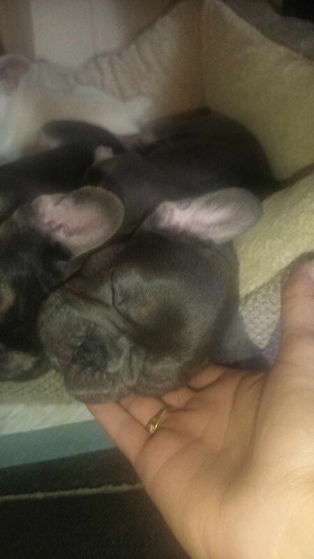 Blue French Bulldog puppies for sale in Herne Bay, Kent – KC registered, 1 year old