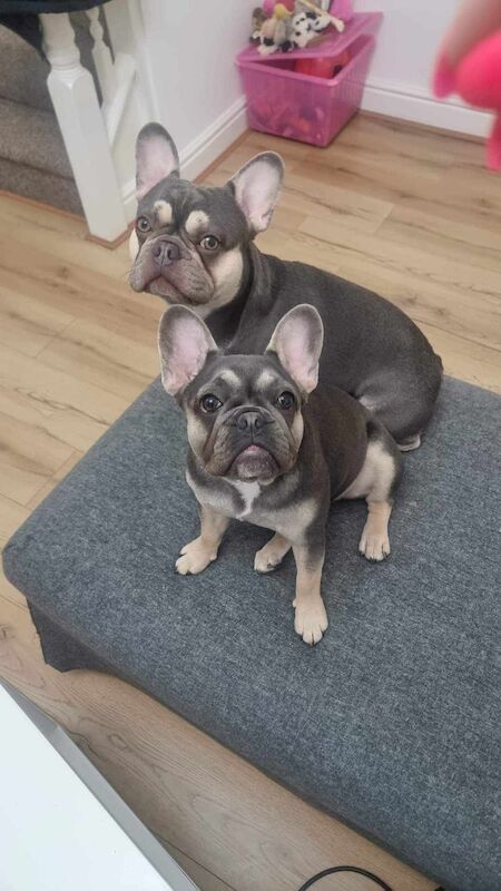 Adorable pair of frenchie bulldogs for sale in Herne Bay, Kent | Image 2