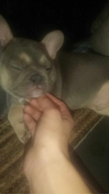 Adorable pair of frenchie bulldogs for sale in Herne Bay, Kent | Image 3