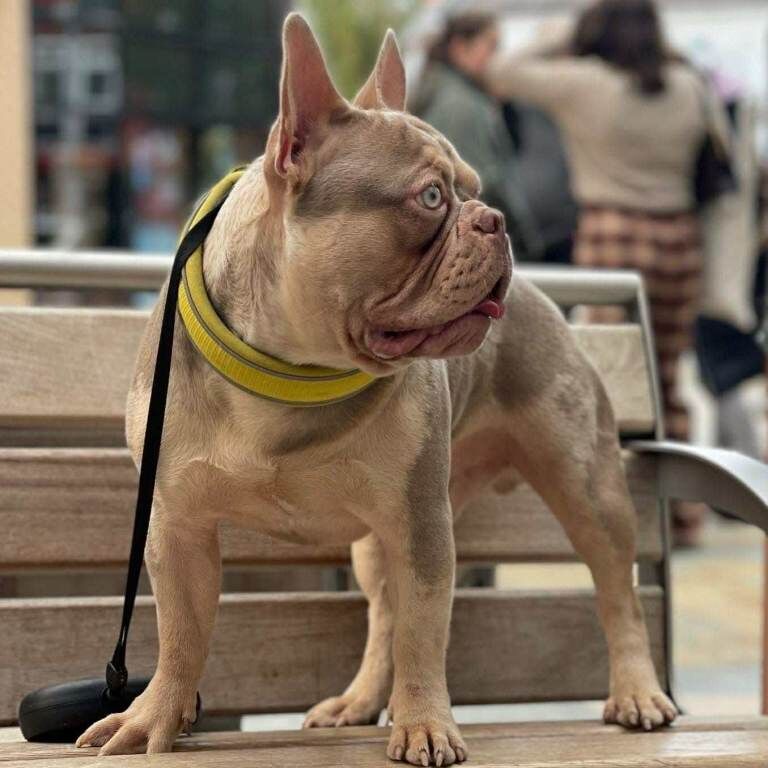 Adorable Puppies - Image 2 of 3