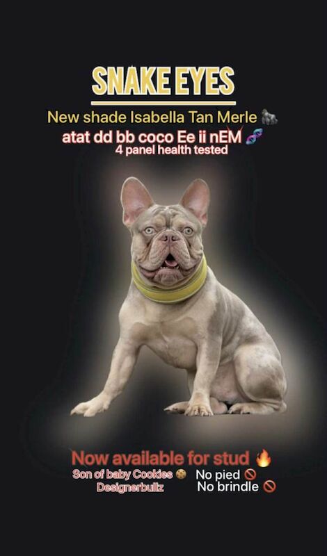 Adorable Puppies - Image 3 of 3