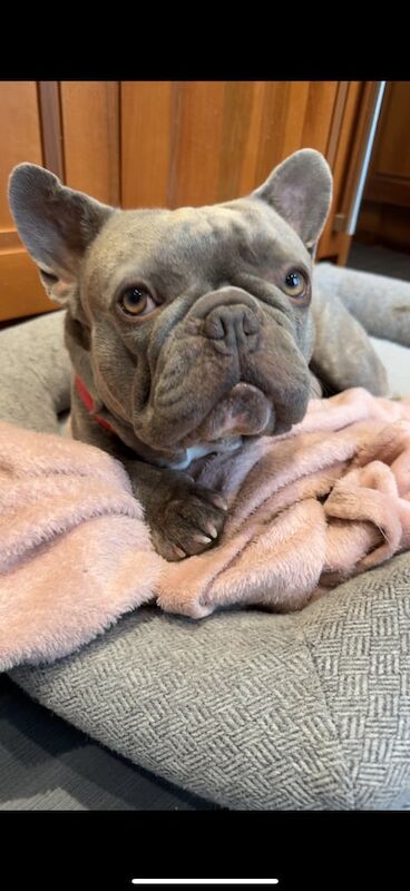 French Bulldog puppies for sale in Southampton, Hampshire – 5 years old