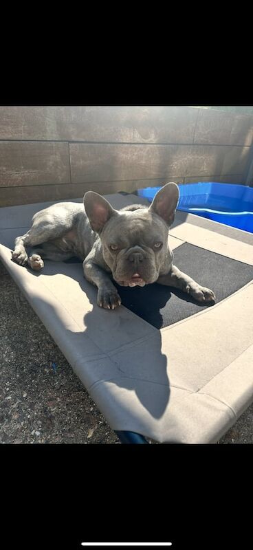 French Bulldog puppies for sale in Southampton, Hampshire – 5 years old - Image 2 of 3