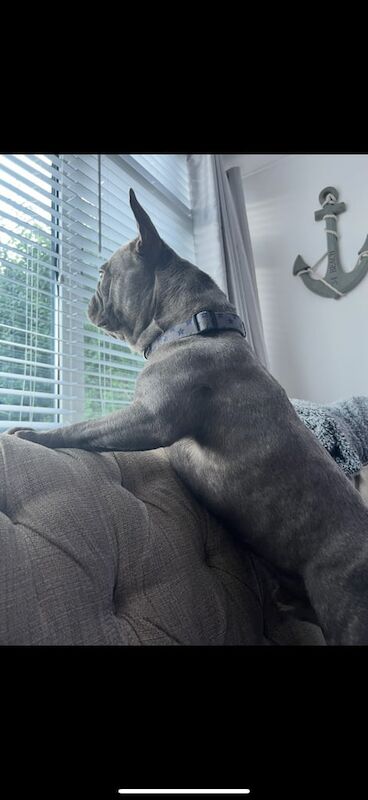 French Bulldog puppies for sale in Southampton, Hampshire – 5 years old - Image 3 of 3