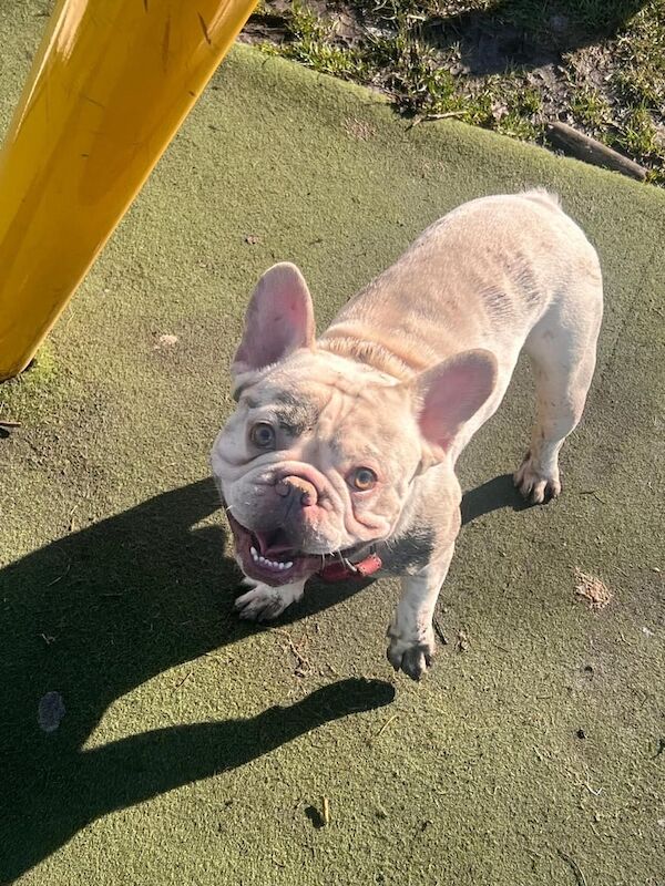 Adult platinum French bulldog - Image 2 of 5