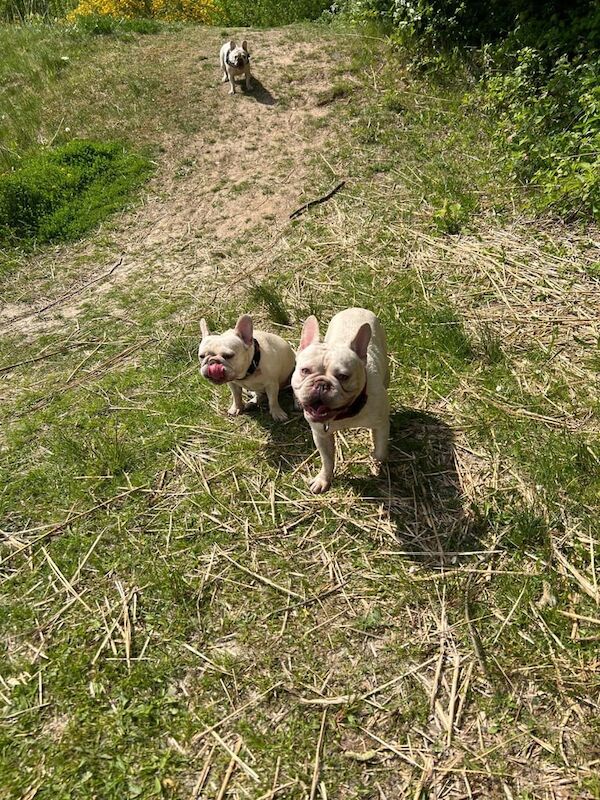 Adult platinum French bulldog - Image 3 of 5