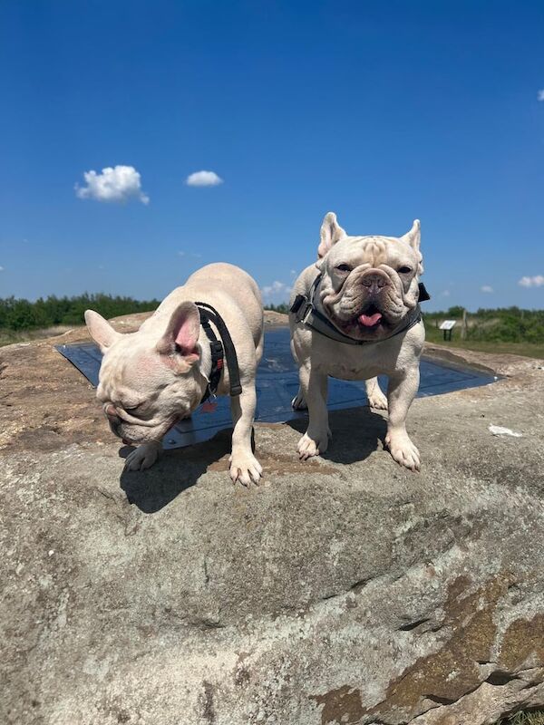 Adult platinum French bulldog - Image 4 of 5