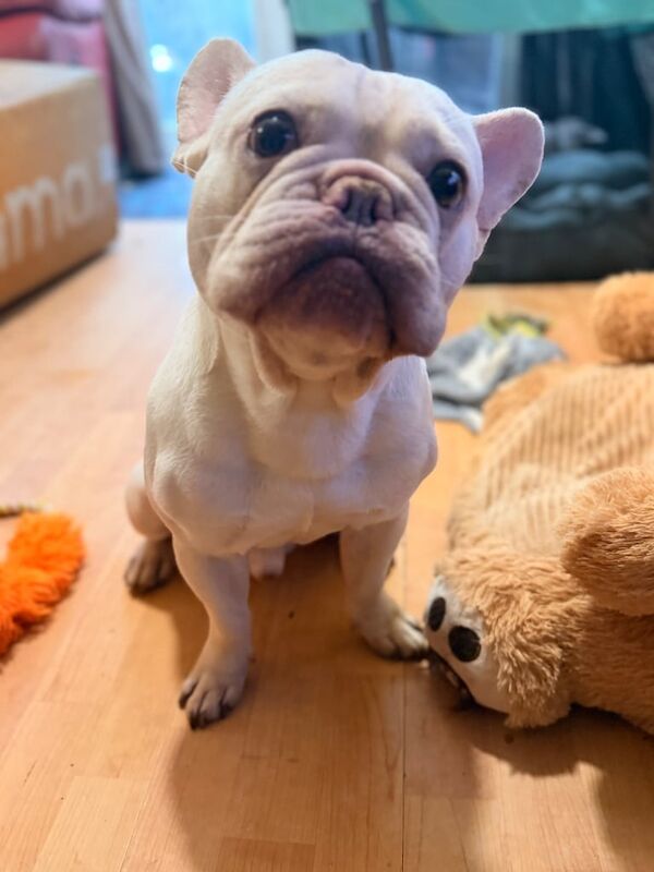 Adult platinum French bulldog - Image 5 of 5