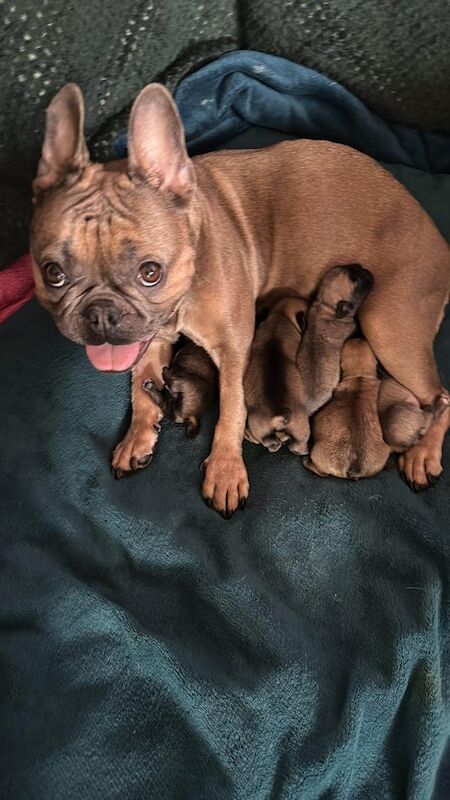 Amazing french bulldogs for sale in Meopham, Kent