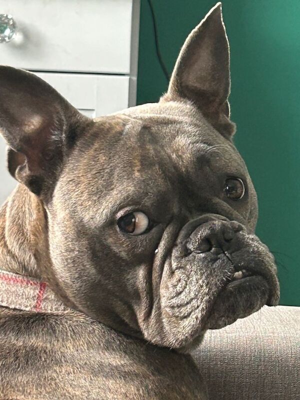 American bulldog x French bulldog