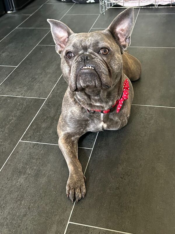 American bulldog x French bulldog - Image 2 of 4