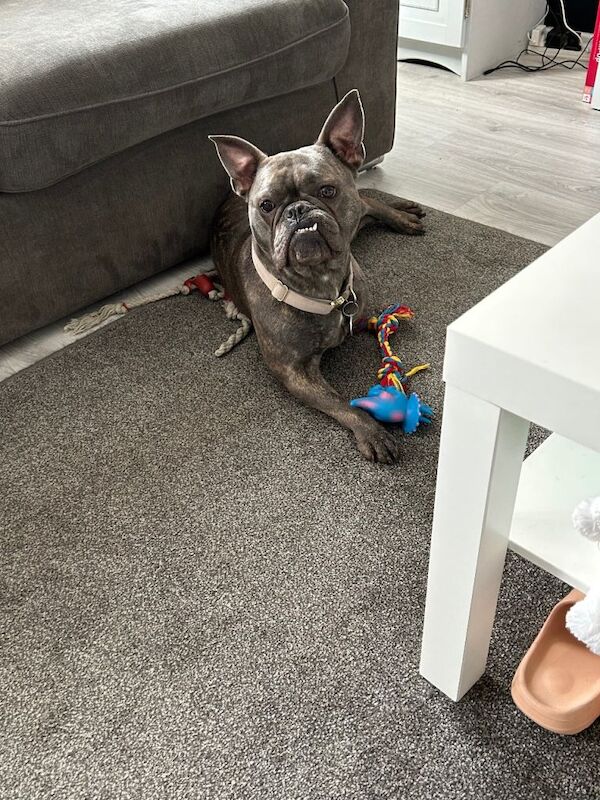 American bulldog x French bulldog - Image 3 of 4
