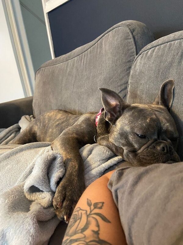 American bulldog x French bulldog - Image 4 of 4