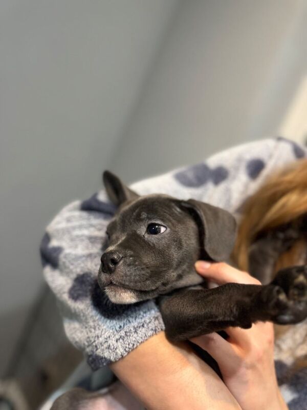American French bull dog puppies :) 10 weeks old ready to go - Image 2 of 5