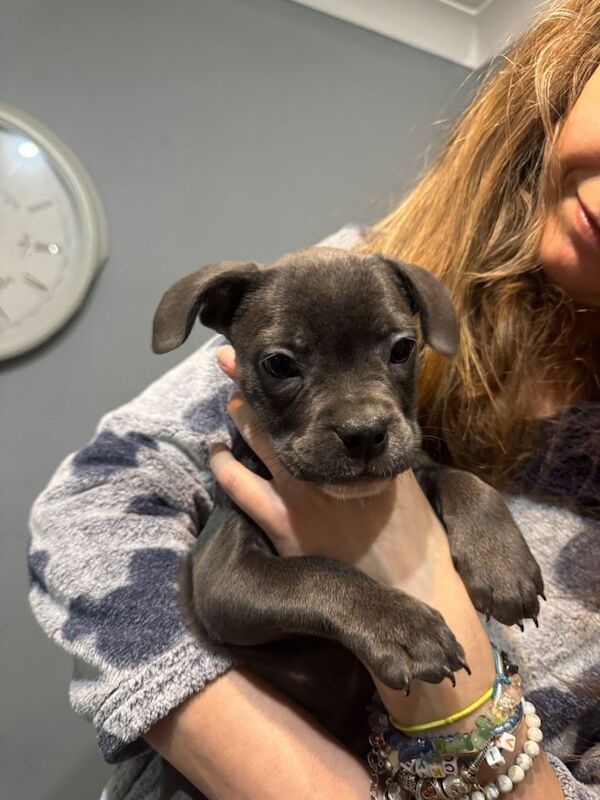 American French bull dog puppies :) 10 weeks old ready to go - Image 3 of 5