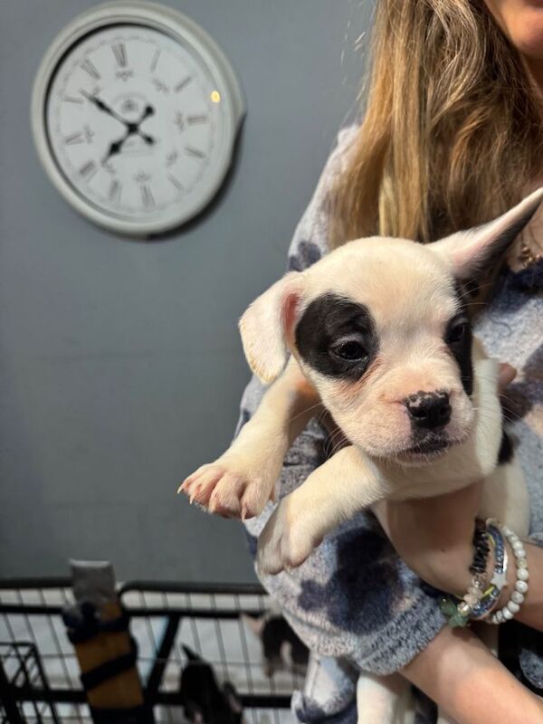 American French bull dog puppies :) 10 weeks old ready to go - Image 4 of 5