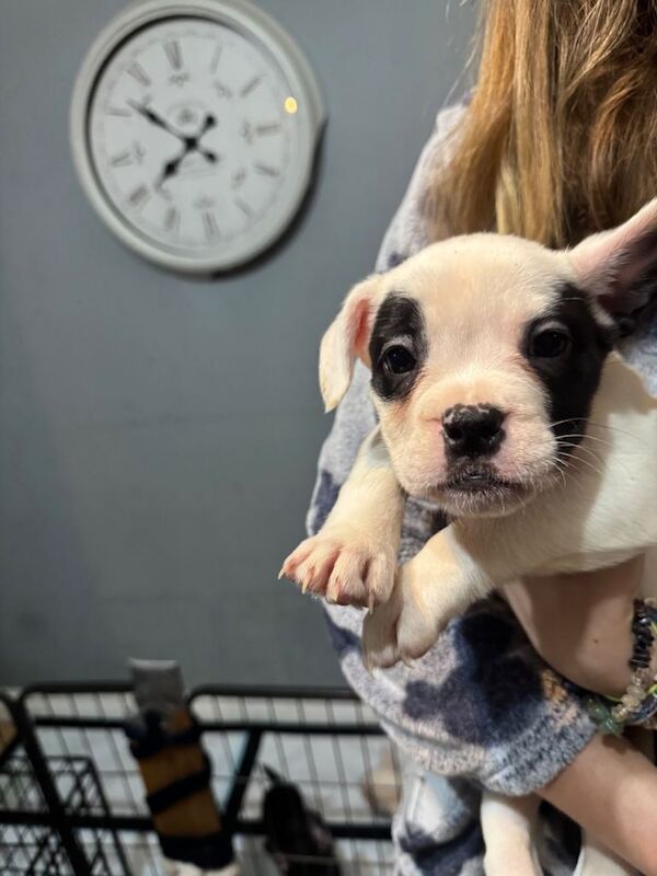 American French bull dog puppies :) 10 weeks old ready to go - Image 5 of 5