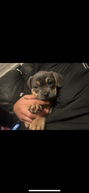 American French bulldog - Image 2 of 4