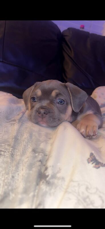 American French bulldog - Image 3 of 4