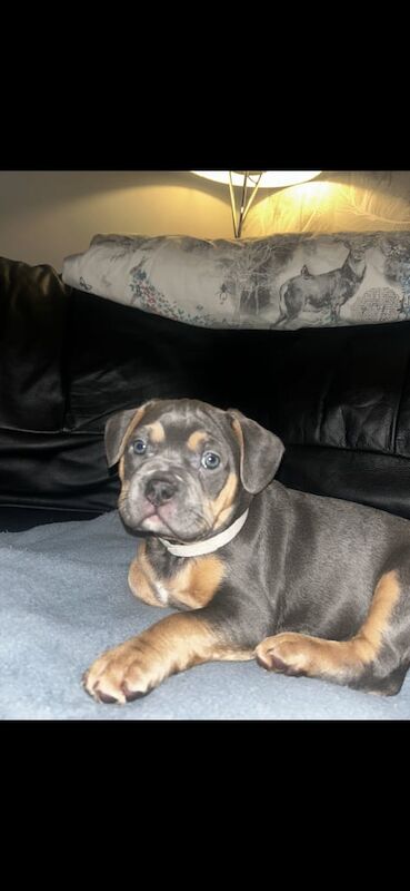 American French bulldog - Image 4 of 4