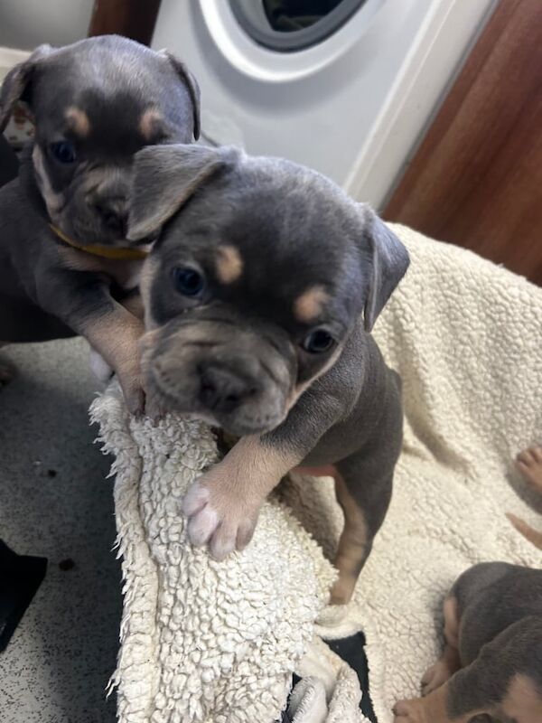 American French Bulldogs - Image 2 of 3