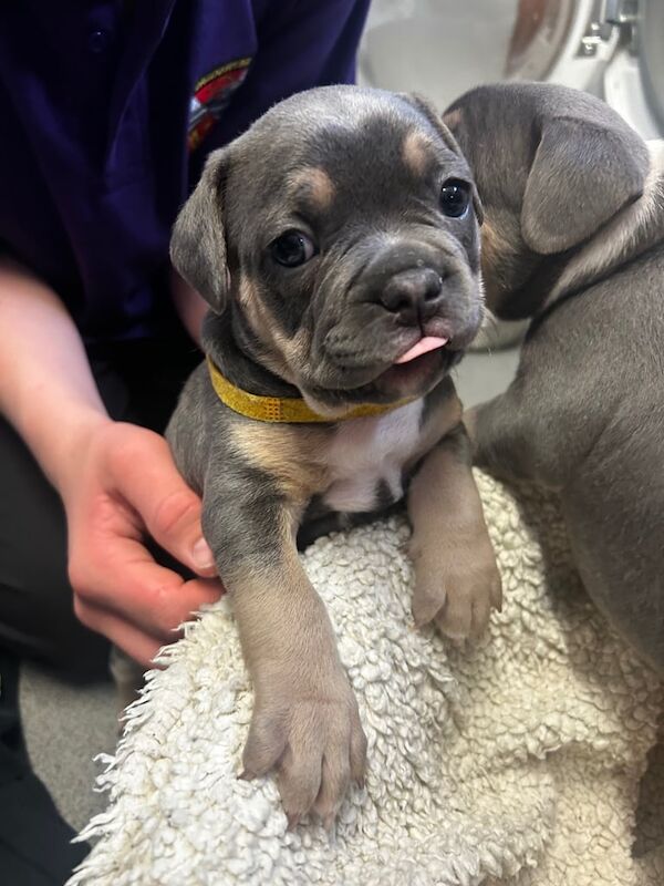 American French Bulldogs - Image 3 of 3