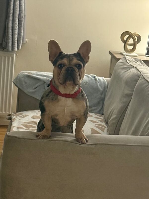 Apollo for rehome - Image 2 of 3