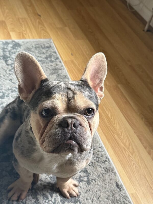 Apollo for rehome - Image 3 of 3