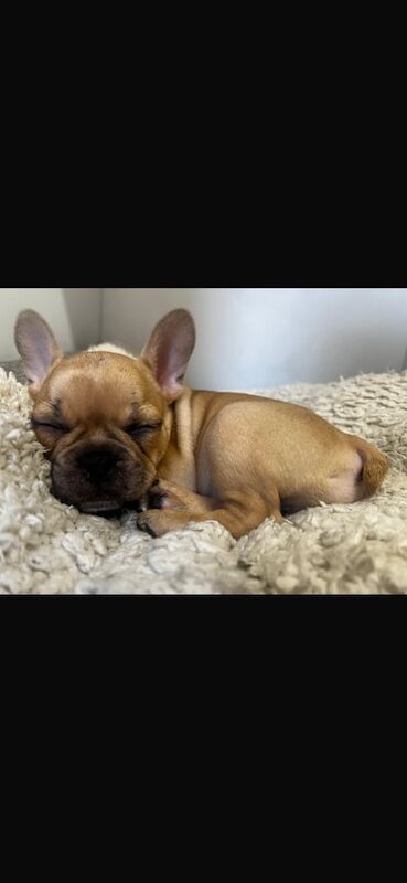 French Bulldog puppies for sale in Margate, Kent – 10 weeks old