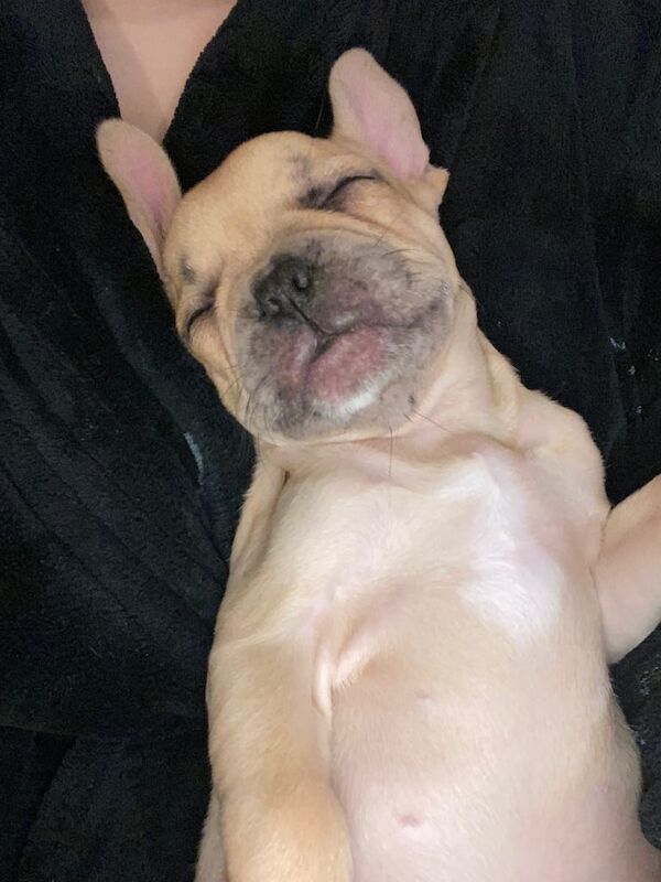 French Bulldog puppies for sale in Margate, Kent – 10 weeks old - Image 2 of 3