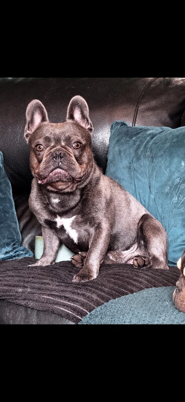 French Bulldog puppies for sale in Knowle, Bristol – KC registered, 2 years old