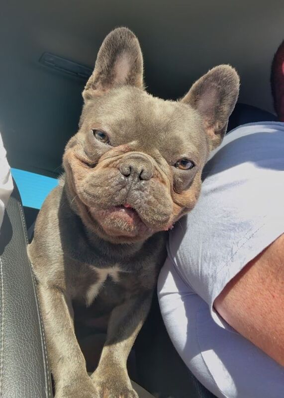 Beautiful 2.5 Year Old French Bulldog for Sale - Image 2 of 3