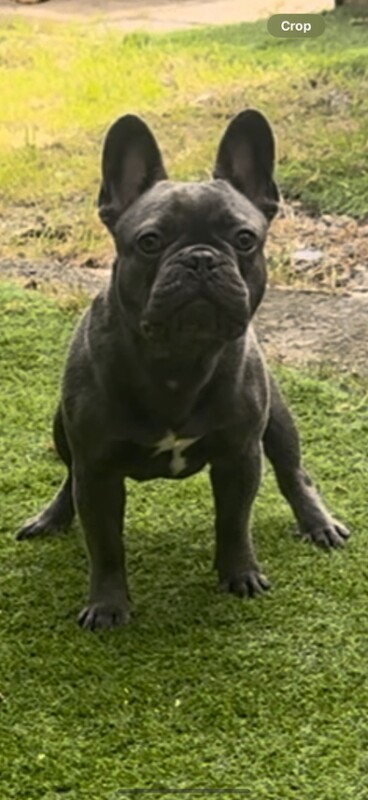 Beautiful 2.5 Year Old French Bulldog for Sale - Image 3 of 3